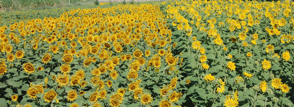 三一獲評(píng)《財(cái)富》十大“最受贊賞中國(guó)公司”